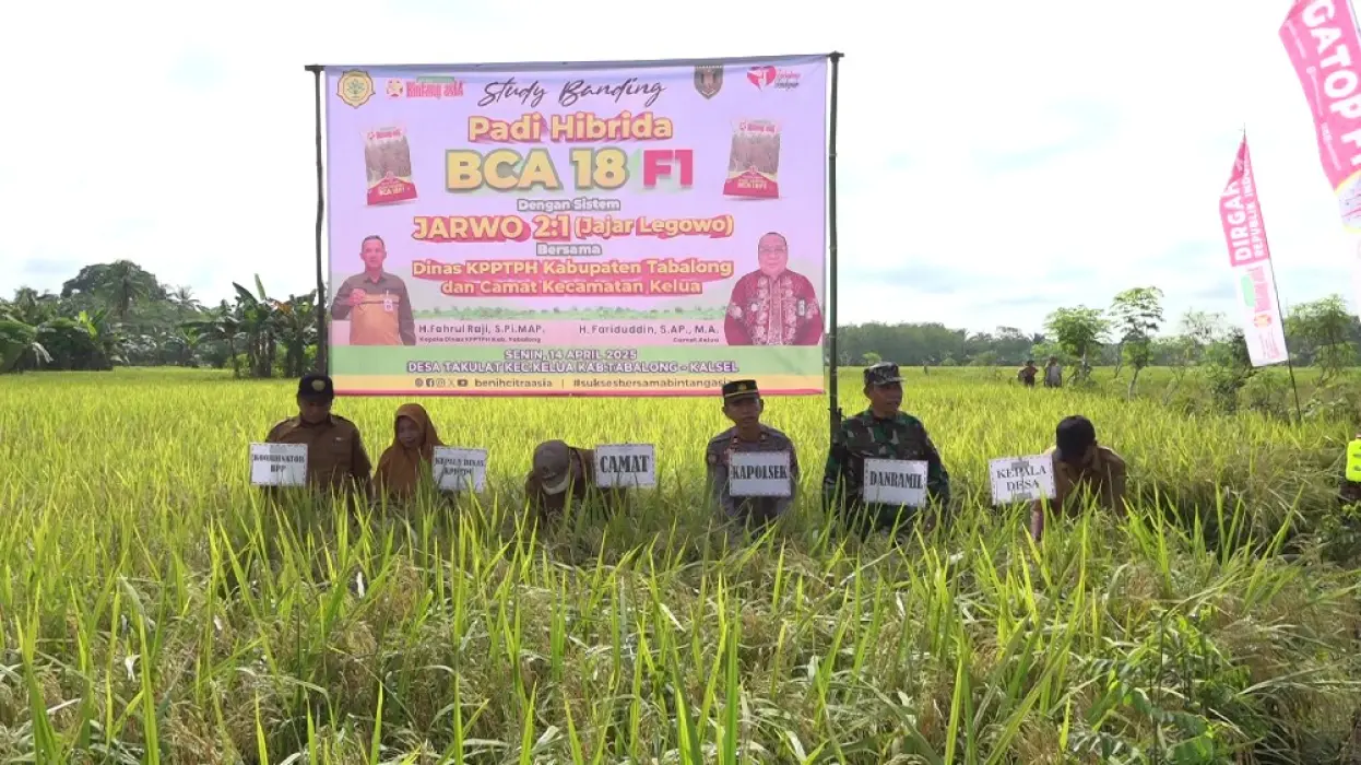 Beralih ke Padi Hibrida, Petani Takulat Panen Hasil 8 Ton per Hektare