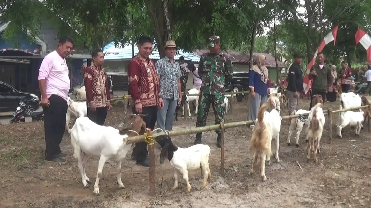 Dari 46 Jadi 250 Ekor: Keberhasilan Keloter Karya Menggandakan Bantuan Ternak Kambing