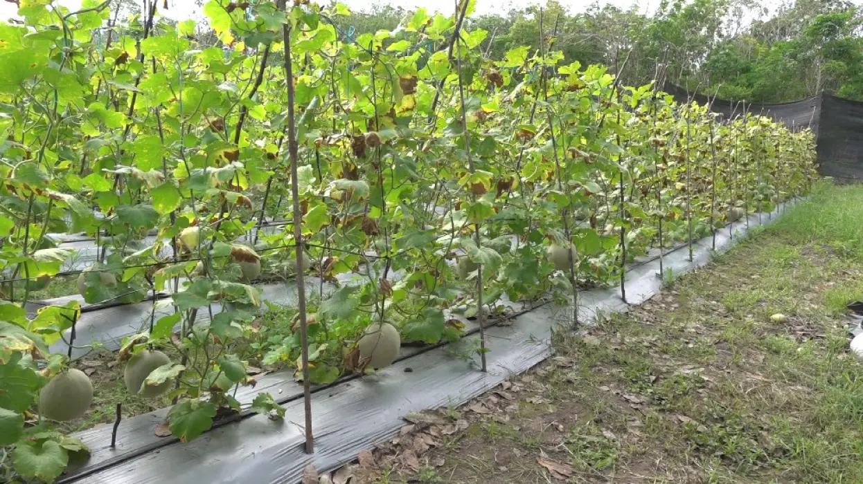 Dukung Ketahanan Pangan, Kecamatan Pugaan Manfaatkan Lahan Tidur 800 Hektare