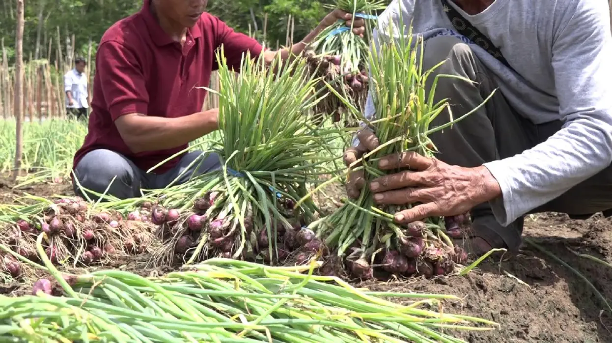 Potensi Terbuka Lebar, Pemkab Tabalong Serius Kembangkan Bawang Merah sebagai Komoditas Unggulan
