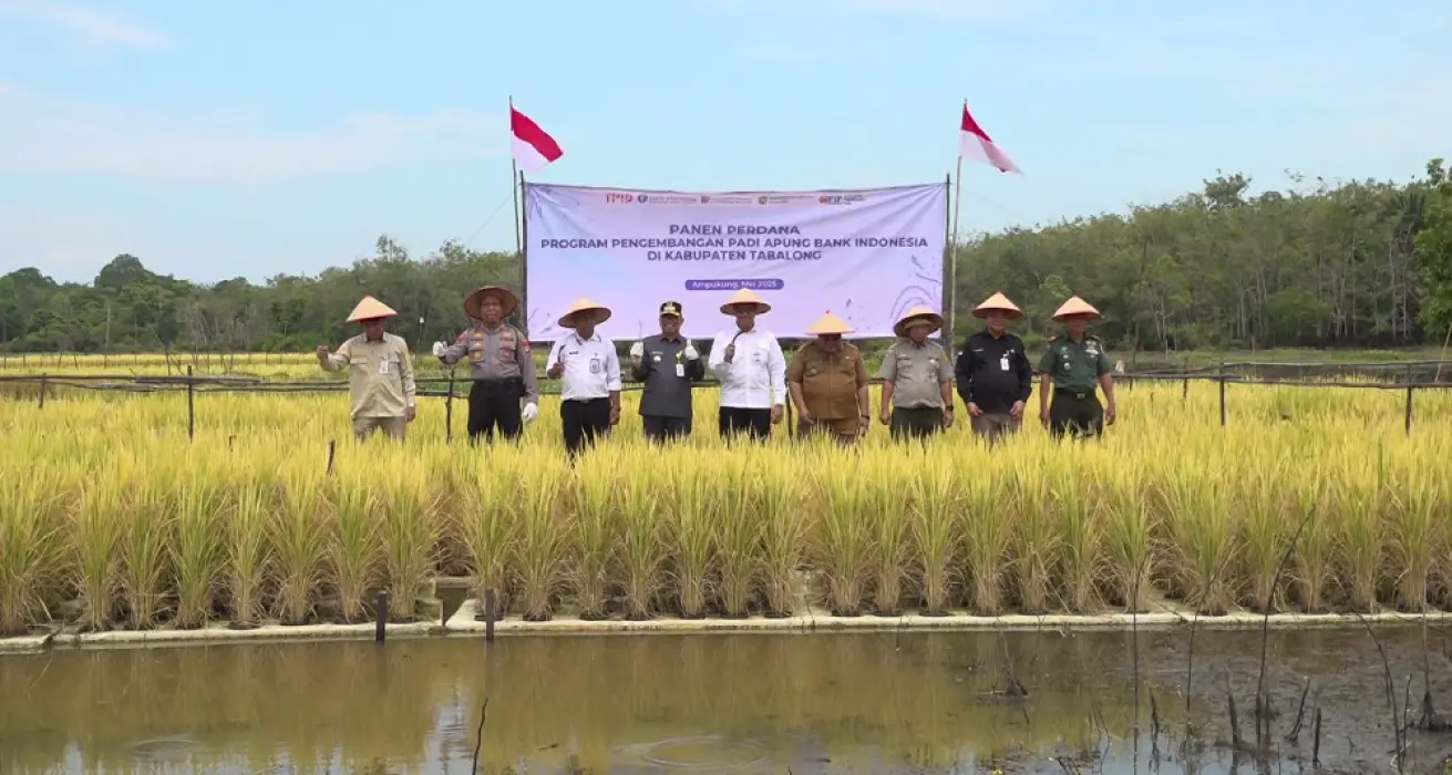 Budidaya Padi Apung Sukses di Tabalong, Hasilkan 6–7 Ton per Hektar di Lahan Lebak