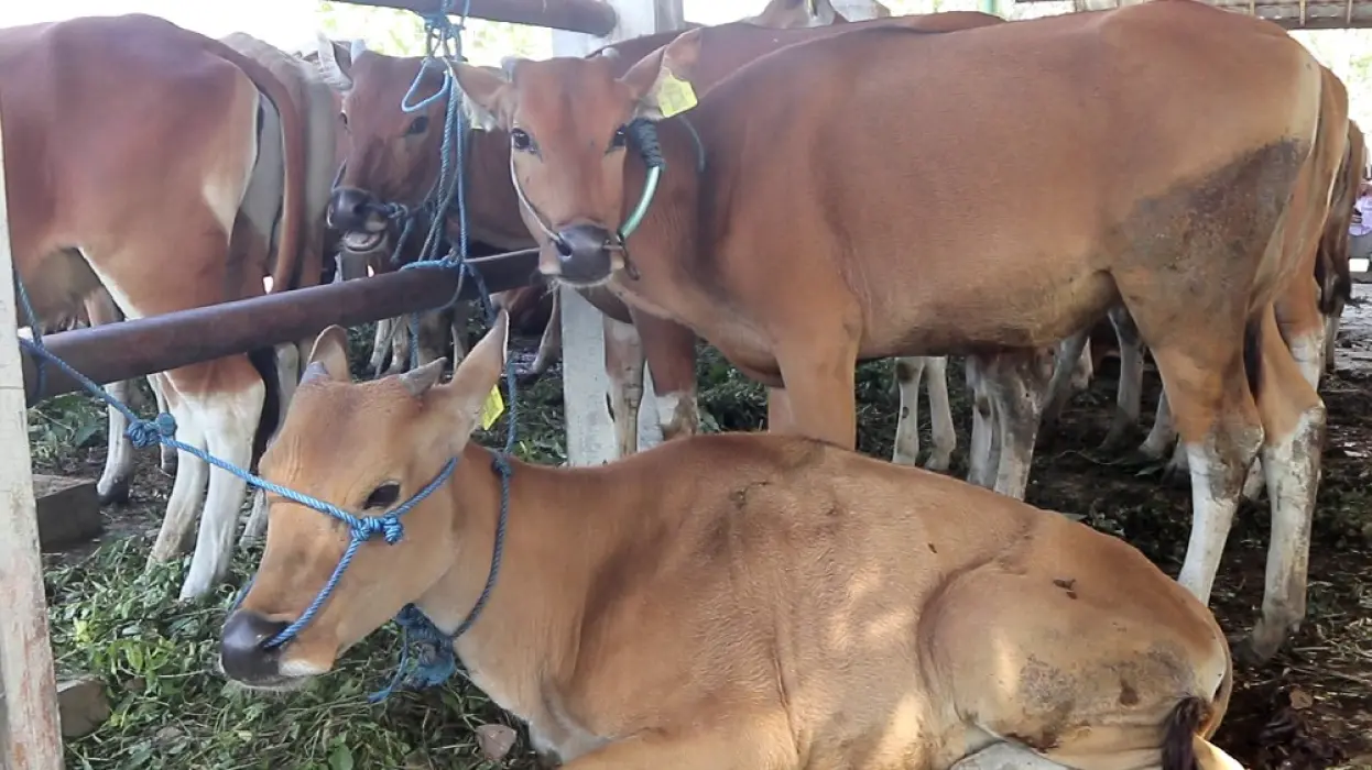 Kenali Tanda-Tanda Ternak Sehat Sebelum Berkurban — Jangan Sampai Salah Pilih!