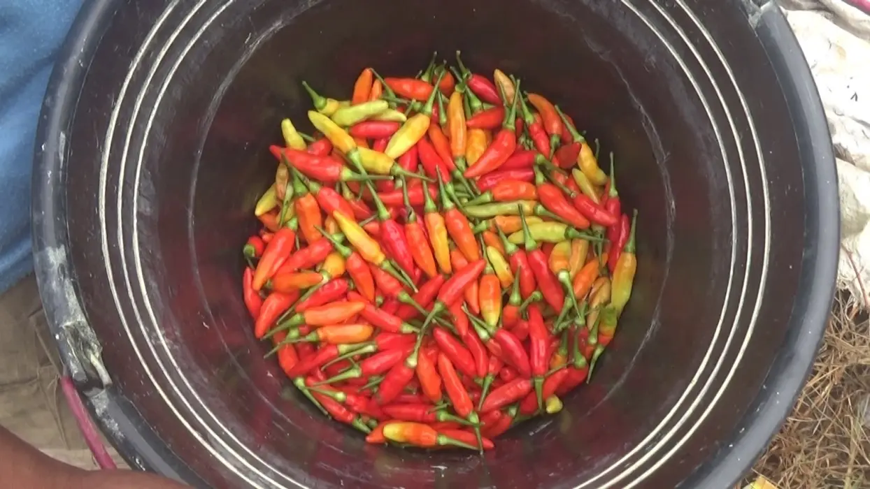 Harga Cabai Anjlok, Pemkab Tabalong Siapkan Strategi Tanam & Hilirisasi untuk Selamatkan Petani